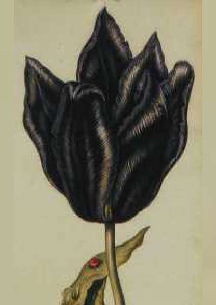 2010-12-17 zwarte tulpprijs